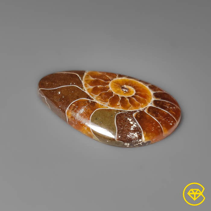 Ammonite