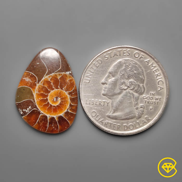 Ammonite