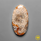 Fossil Coral