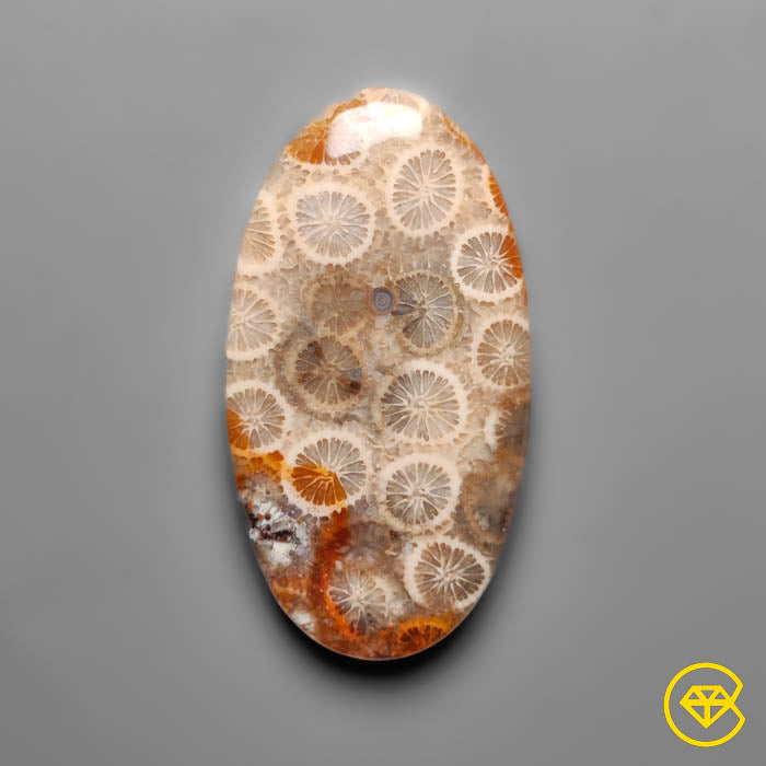 Fossil Coral