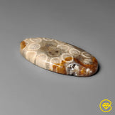 Fossil Coral
