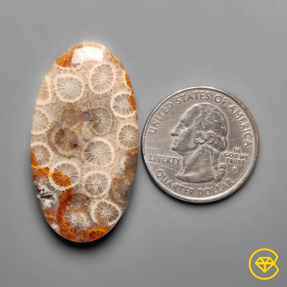 Fossil Coral