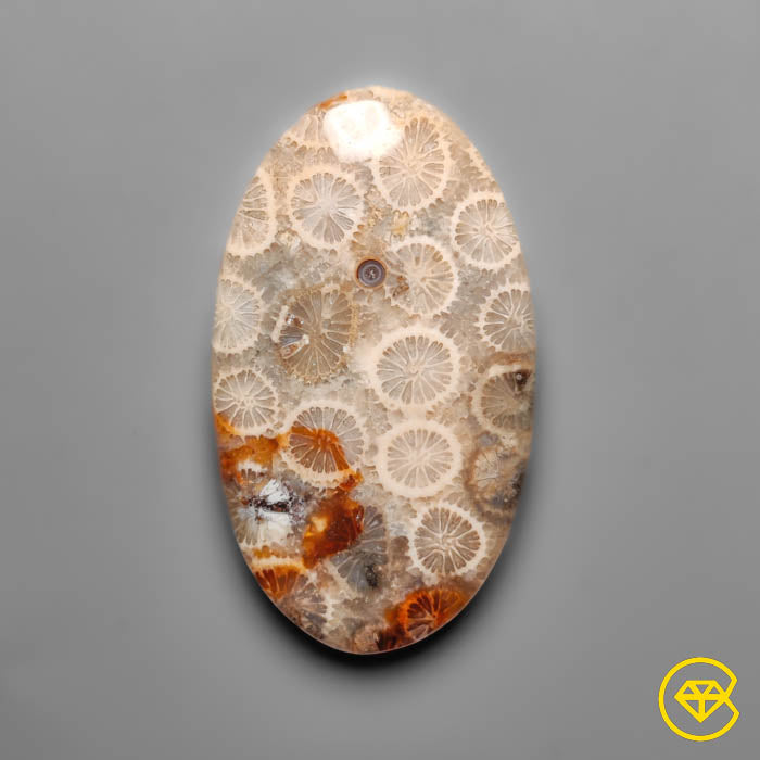 Fossil Coral