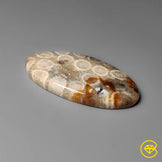 Fossil Coral