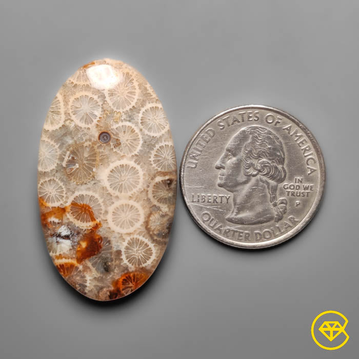 Fossil Coral