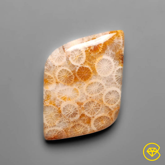 Fossil Coral