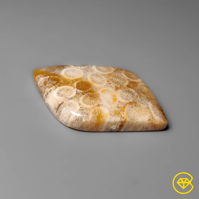 Fossil Coral