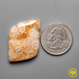 Fossil Coral