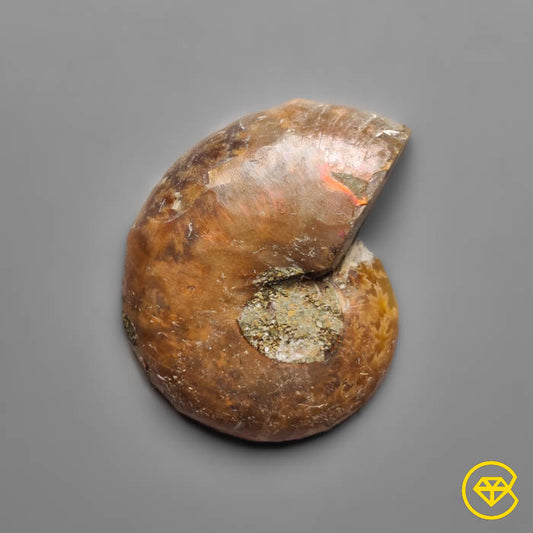 Ammonite