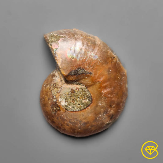 Ammonite