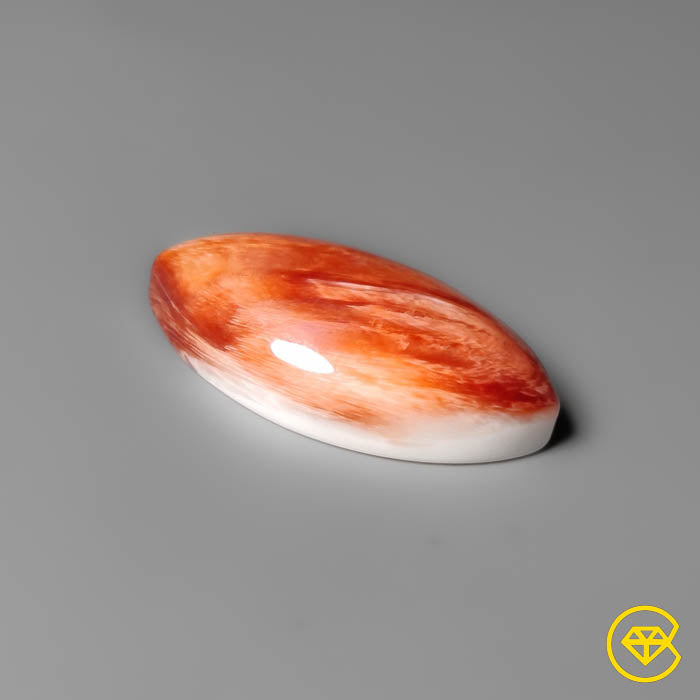 Spiny Oyster Shell