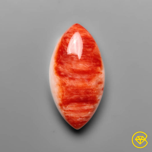 Spiny Oyster Shell