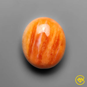 10 Carat Spiny Oyster Shell Cabochon 14X12X7 mm From United States