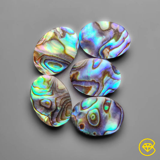Abalone Shell