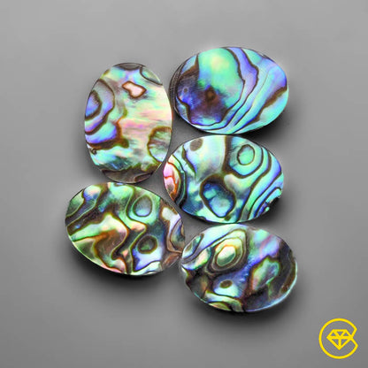 Abalone Shell