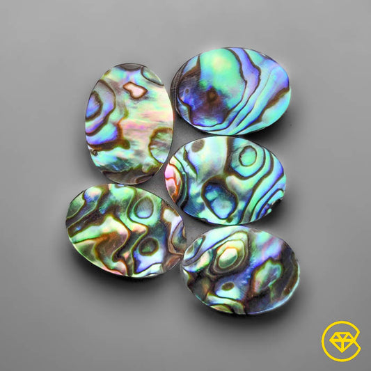 Abalone Shell
