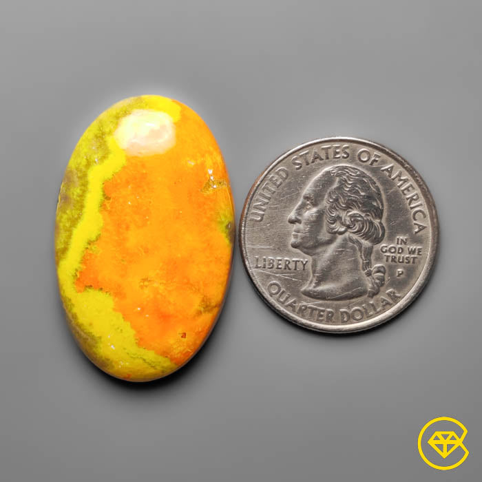 Bumble Bee Jasper