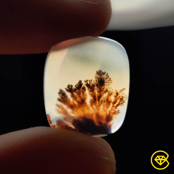 Tree Agate