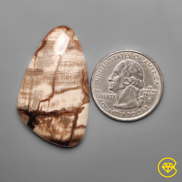 Petrified Wood