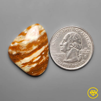 Petrified Wood