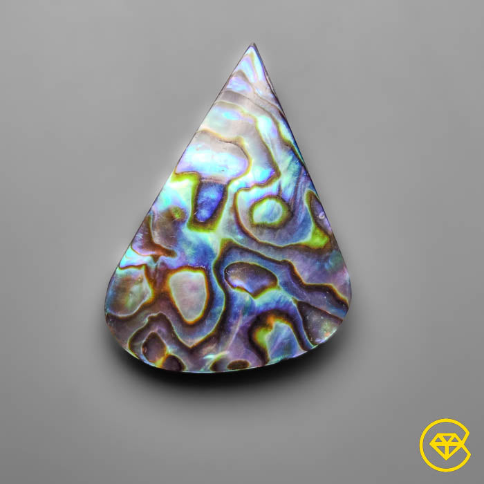 Abalone Shell