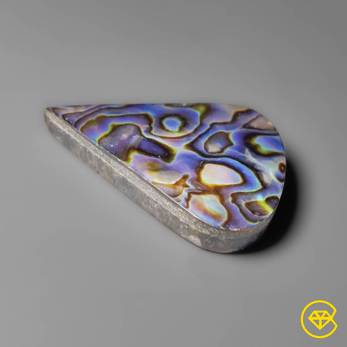 Abalone Shell