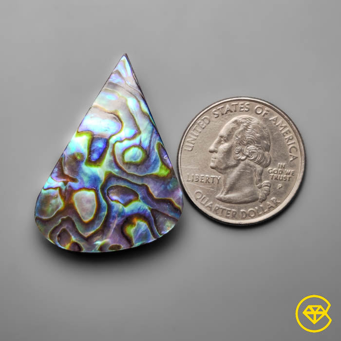 Abalone Shell