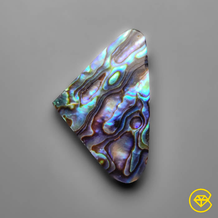 Abalone Shell