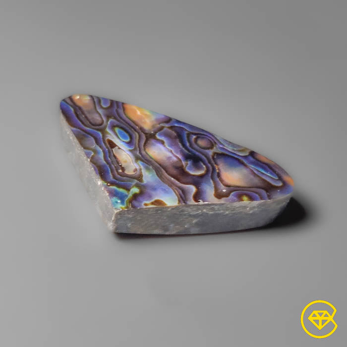 Abalone Shell