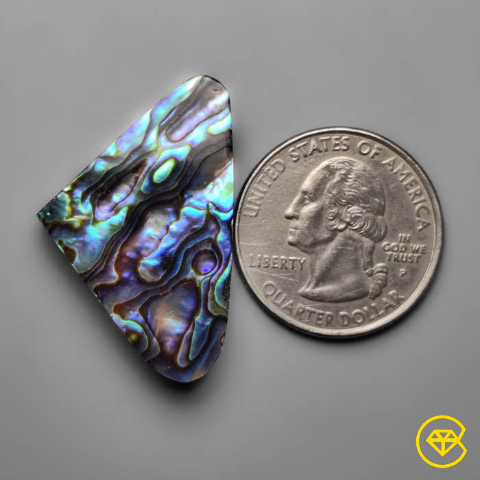Abalone Shell