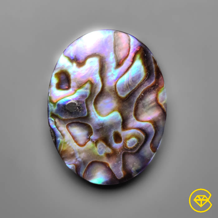 Abalone Shell