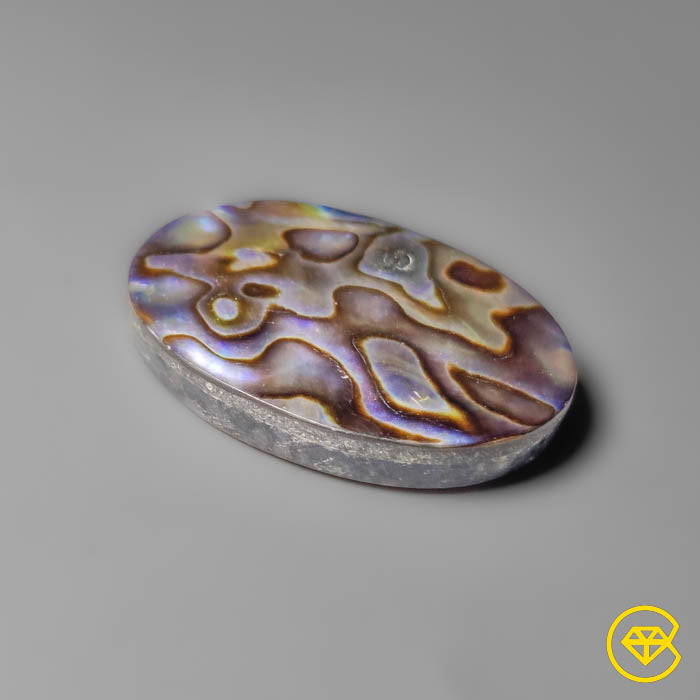 Abalone Shell