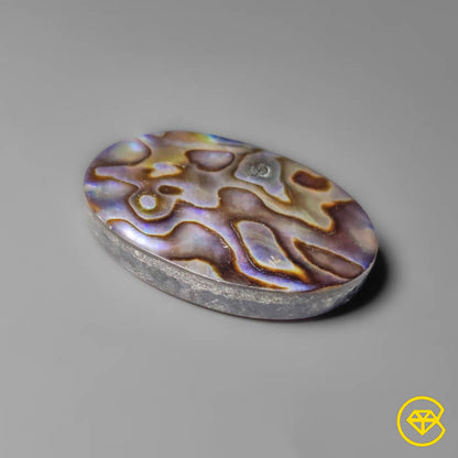 Abalone Shell