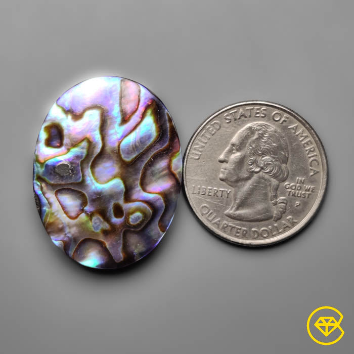 Abalone Shell