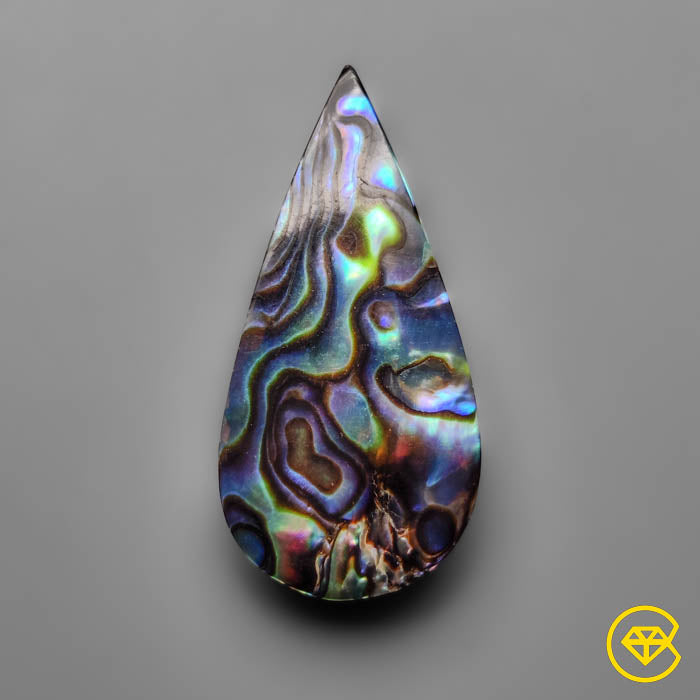 Abalone Shell