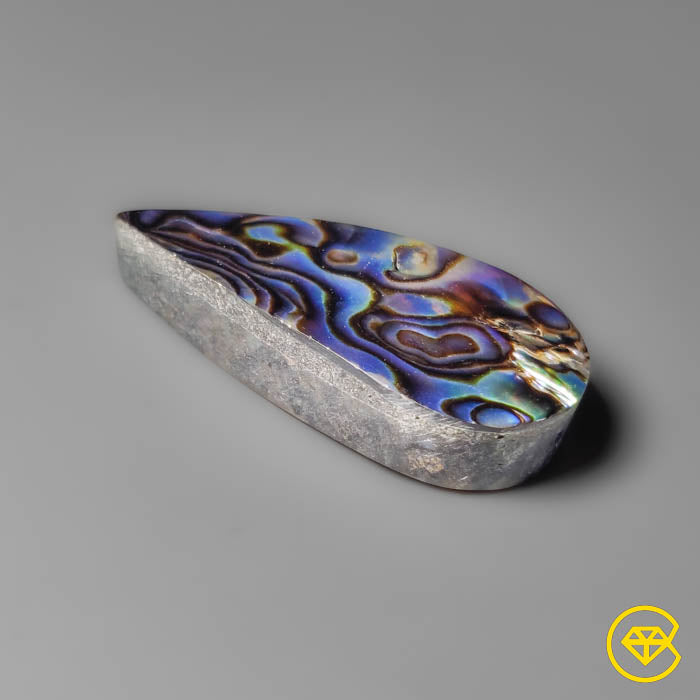 Abalone Shell