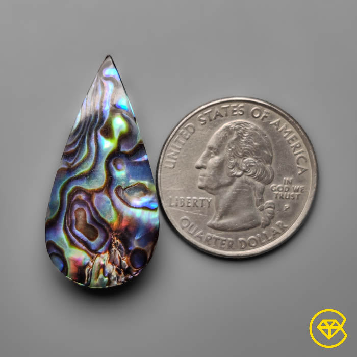 Abalone Shell