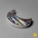 Abalone Shell