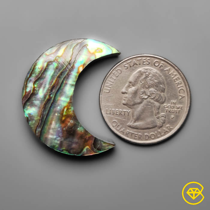 Abalone Shell