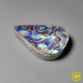 Abalone Shell