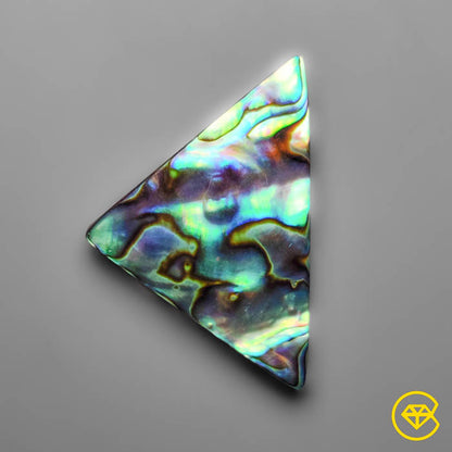 Abalone Shell