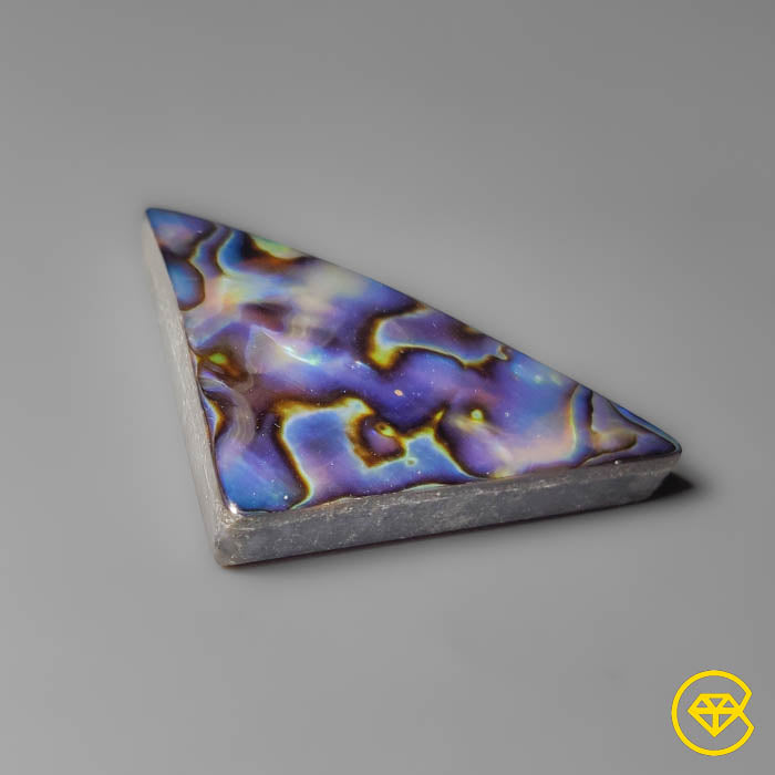 Abalone Shell