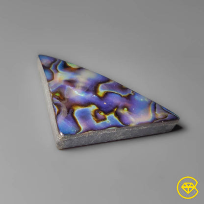 Abalone Shell