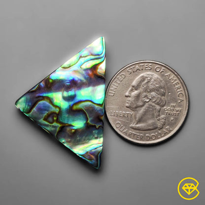 Abalone Shell