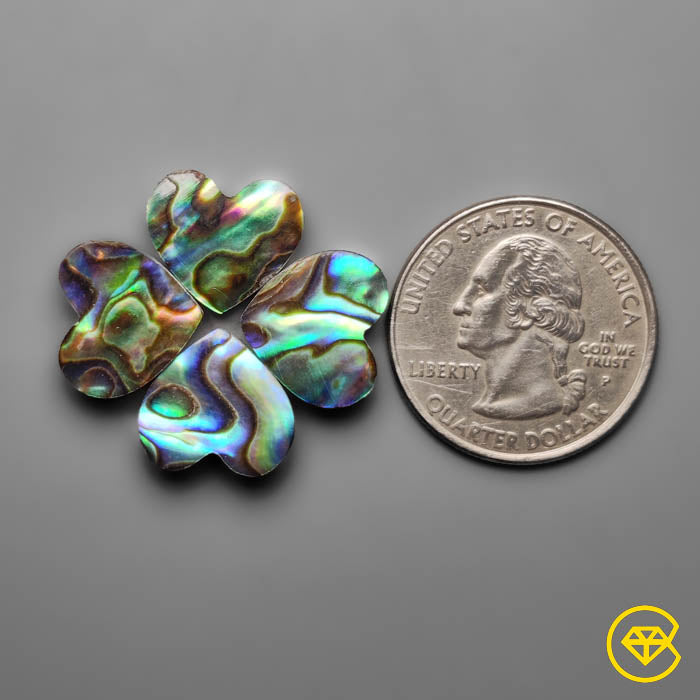 Abalone Shell