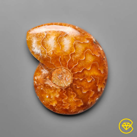 Ammonite