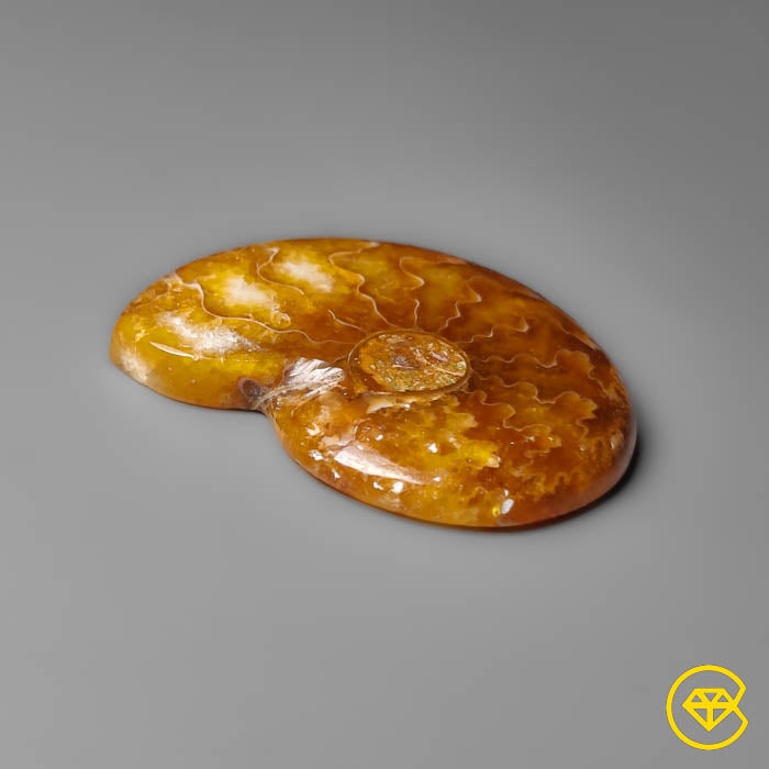 Ammonite