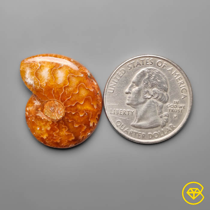 Ammonite