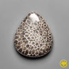 Fossil Coral