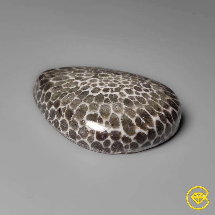 Fossil Coral